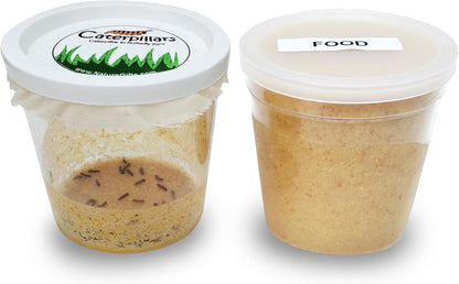 30 Live Caterpillars for Butterfly Habitat Kit - Refill for Painted Lady Butterfly Kit with Caterpillar Food, Instructions - Educational Science Kit, 6 Cups of 5 Caterpillars