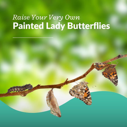 Clearwater Butterfly Painted Lady Butterflies - 5 Live Caterpillars to Butterflies - Caterpillars for Butterfly Kit - Mesh Cage Not Included - Live Butterfly Kit - 5 Count