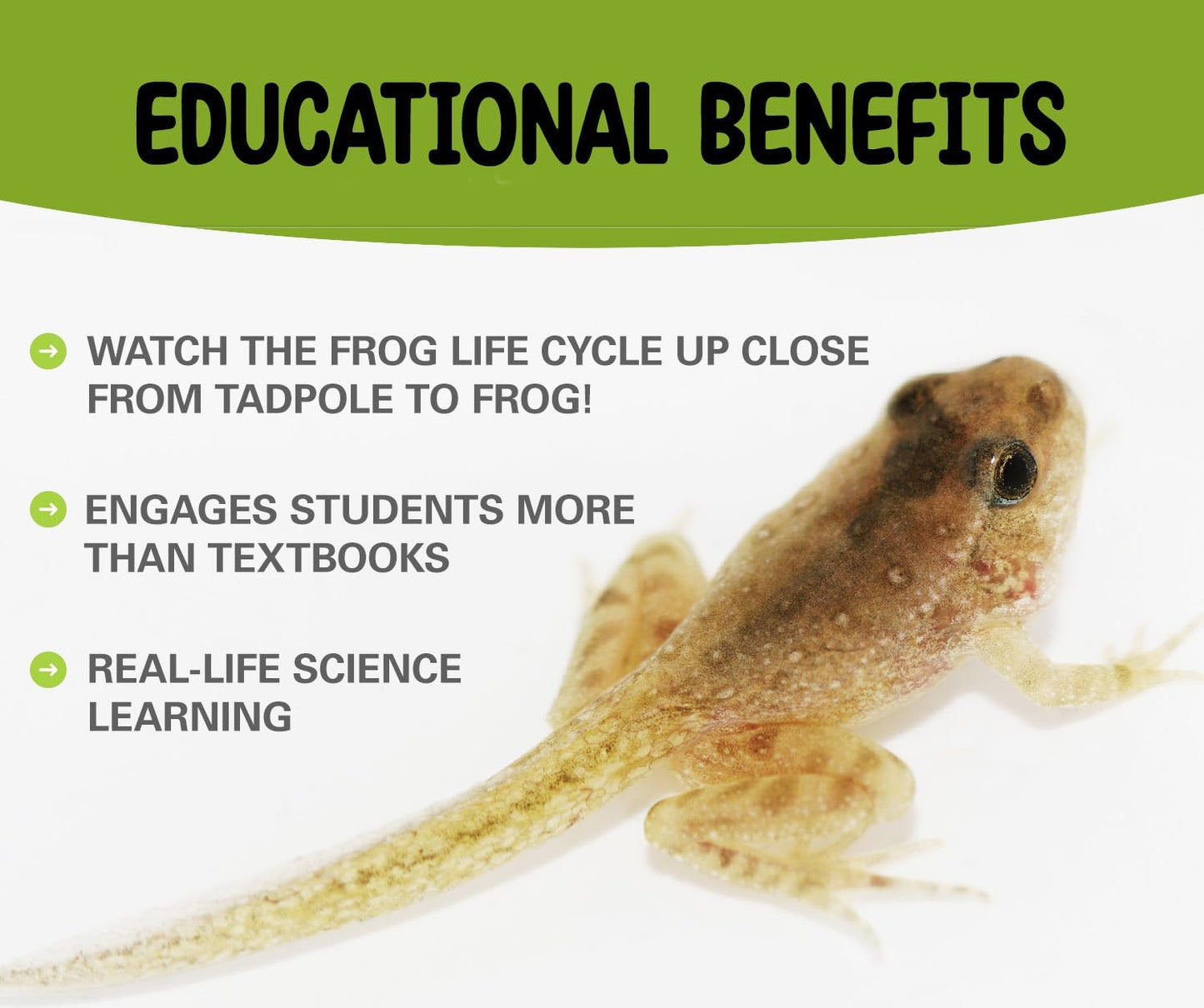Tadpole to Frog Starter Kit - Includes Certificate for 2 Live Tadpoles - All-in-One Bundle with Habitat, Food, Instructions - Ideal for Education and Home Observation