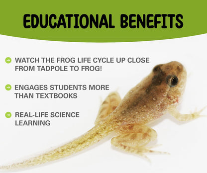 Tadpole to Frog Starter Kit - Includes Certificate for 2 Live Tadpoles - All-in-One Bundle with Habitat, Food, Instructions - Ideal for Education and Home Observation