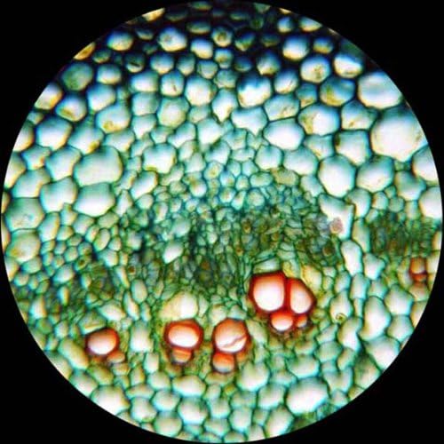 AmScope M162C-2L-PB10-WM"Awarded 2018 Best Students and Kids Microscope Kit" - 40X-1000X Dual Light All Metal Microscope with Slides and Microscope Book, Blue