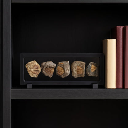 Trilobite Fossil Display Set – 5PCS Authentic Prehistoric Fossils in Rock, Educational Science Specimens for Kids & Adults, Geological Collection, Unique Gift for Collectors and Classroom Use