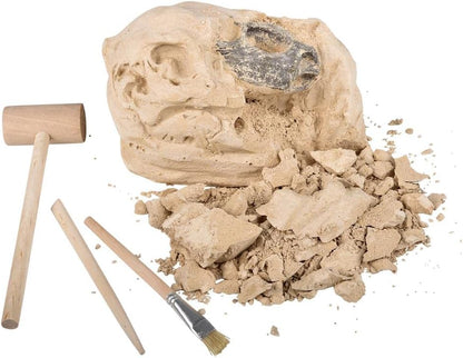 Rhode Island Novelty 6.5" Brachiosaurus Skull Excavation Kit, 1 Piece per Order