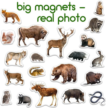 25 Fridge Magnets for Toddlers - Birds Photo Kids Magnets for Refrigerator – Real Magnetic Animals for Children – Big Realistic Magnet for Kids - Learning Toy Set - Baby Educational Gift