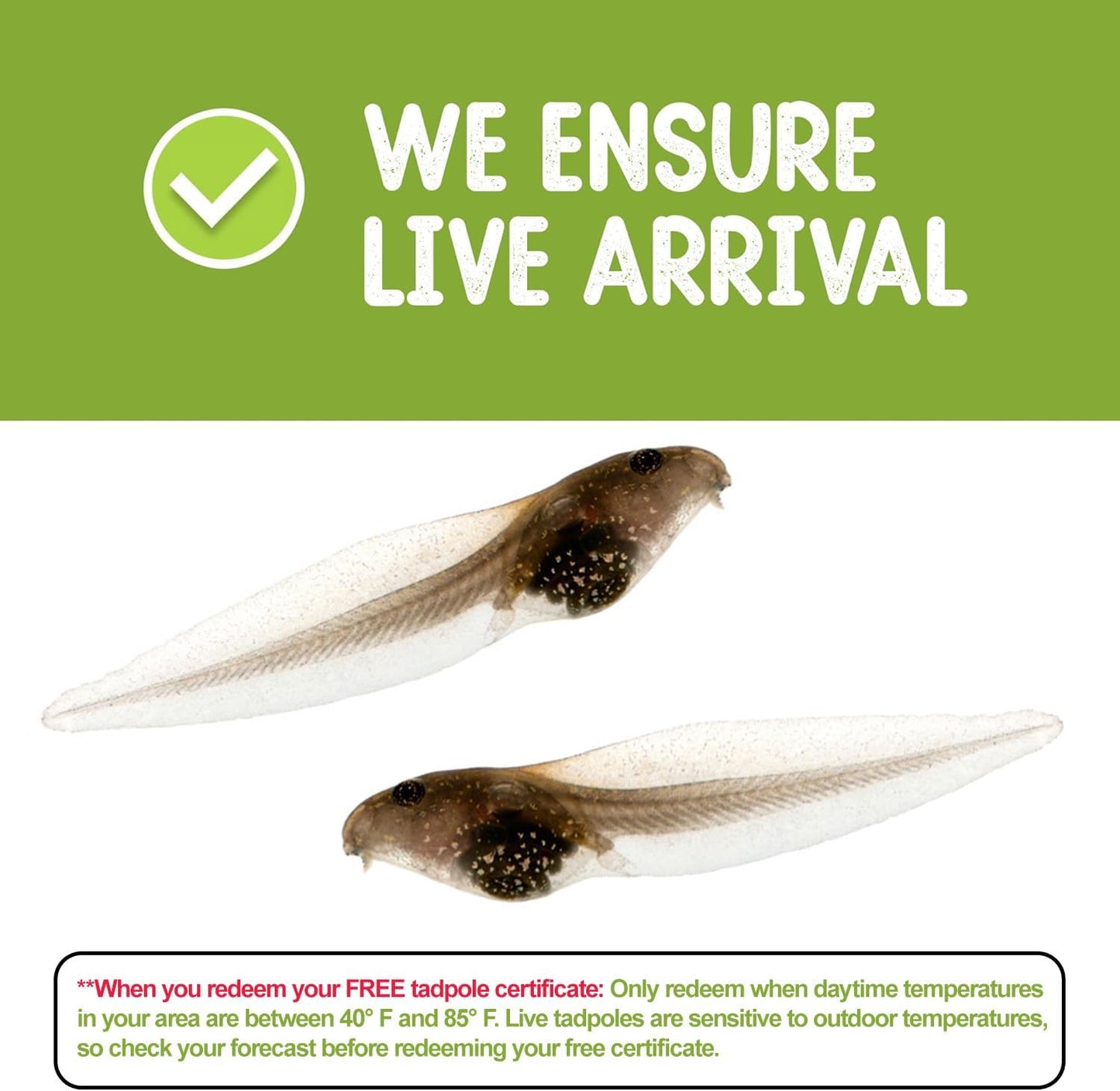 Tadpole to Frog Starter Kit - Includes Certificate for 2 Live Tadpoles - All-in-One Bundle with Habitat, Food, Instructions - Ideal for Education and Home Observation