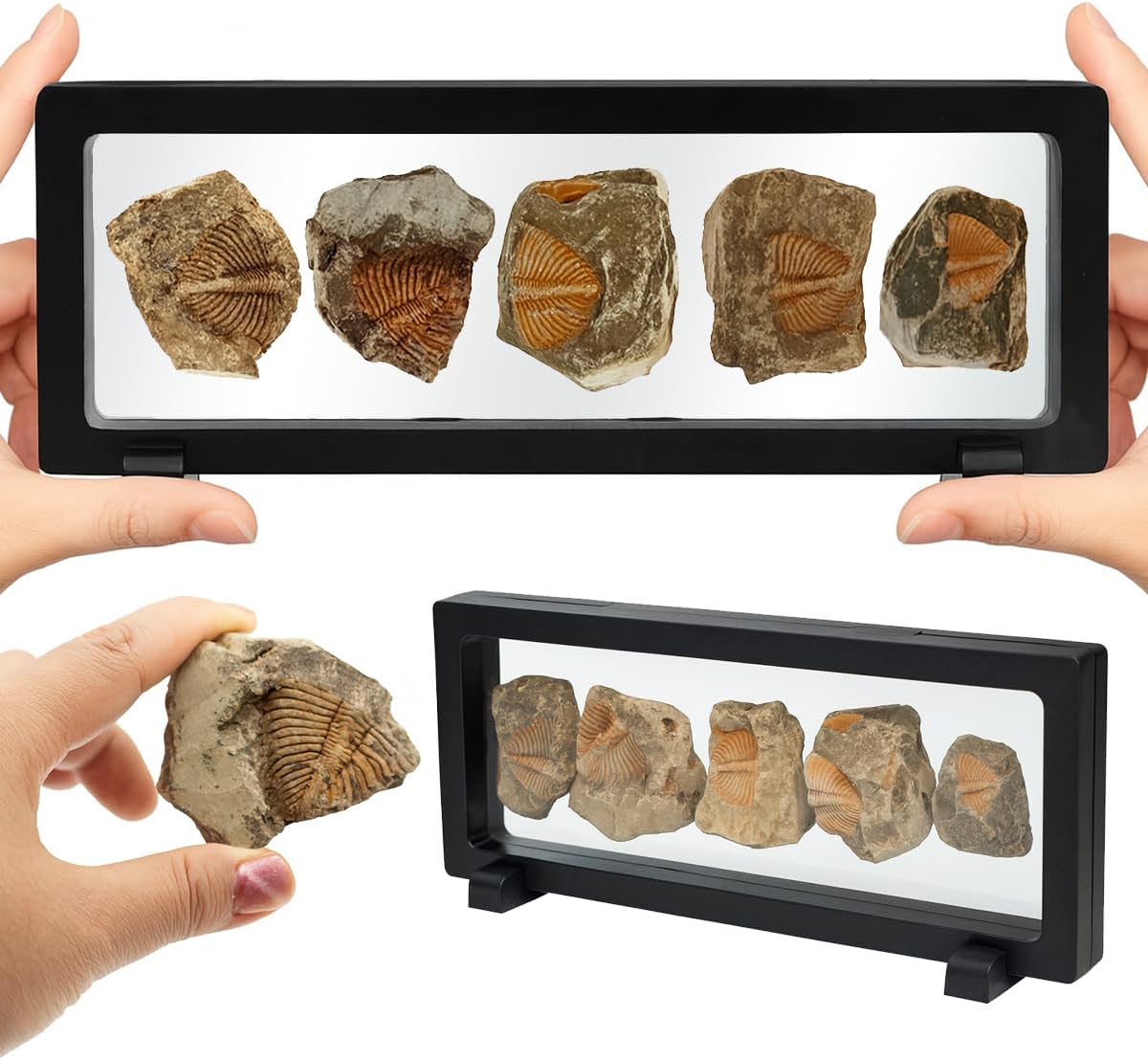 Trilobite Fossil Display Set – 5PCS Authentic Prehistoric Fossils in Rock, Educational Science Specimens for Kids & Adults, Geological Collection, Unique Gift for Collectors and Classroom Use