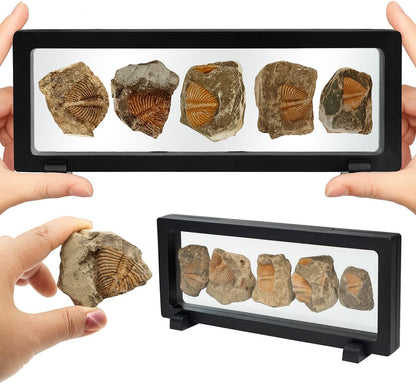 Trilobite Fossil Display Set – 5PCS Authentic Prehistoric Fossils in Rock, Educational Science Specimens for Kids & Adults, Geological Collection, Unique Gift for Collectors and Classroom Use
