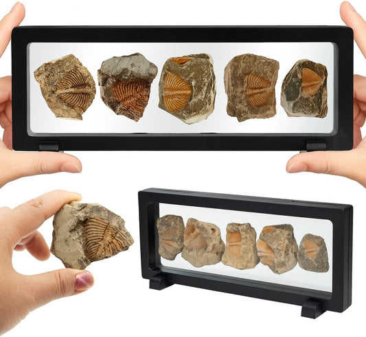 Trilobite Fossil Display Set – 5PCS Authentic Prehistoric Fossils in Rock, Educational Science Specimens for Kids & Adults, Geological Collection, Unique Gift for Collectors and Classroom Use