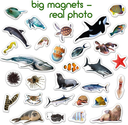25 Fridge Magnets for Toddlers - Birds Photo Kids Magnets for Refrigerator – Real Magnetic Animals for Children – Big Realistic Magnet for Kids - Learning Toy Set - Baby Educational Gift
