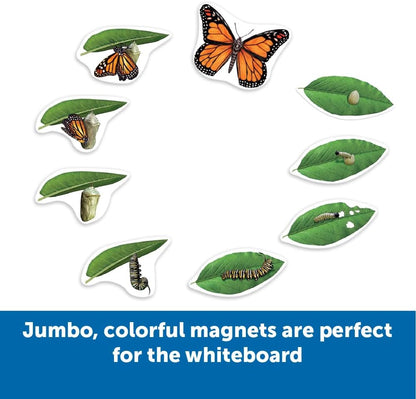Learning Resources Giant Magnetic Butterfly Life Cycle - Write-and-Wipe Teaching Aids and STEM Decor, Butterfly Life Cycle Models, Dry Erase Accessories for Homeschool or Classroom