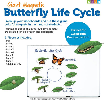 Learning Resources Giant Magnetic Butterfly Life Cycle - Write-and-Wipe Teaching Aids and STEM Decor, Butterfly Life Cycle Models, Dry Erase Accessories for Homeschool or Classroom