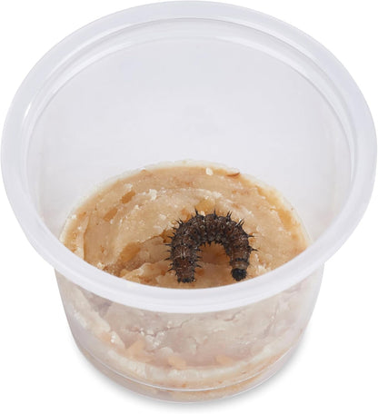 30 Live Caterpillars for Butterfly Habitat Kit - Refill for Painted Lady Butterfly Kit with Caterpillar Food, Instructions - Educational Science Kit, 6 Cups of 5 Caterpillars