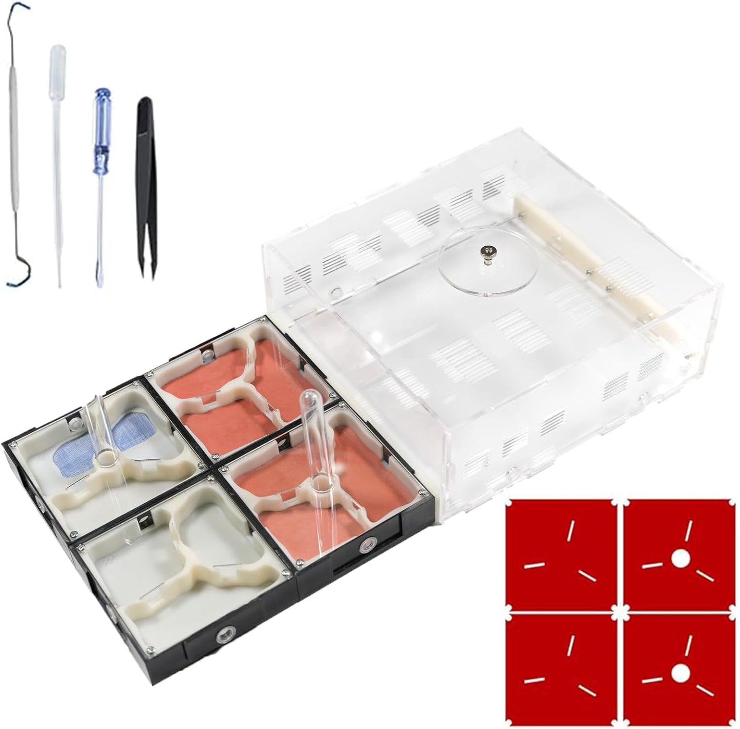 Plaster Test Tube Adult ant Farm Acrylic Transparent ant Observation Behavior Study Live Ants and Queen Education ant nest Small Colony breeding Area Suitable for Children and Enthusiasts Gift