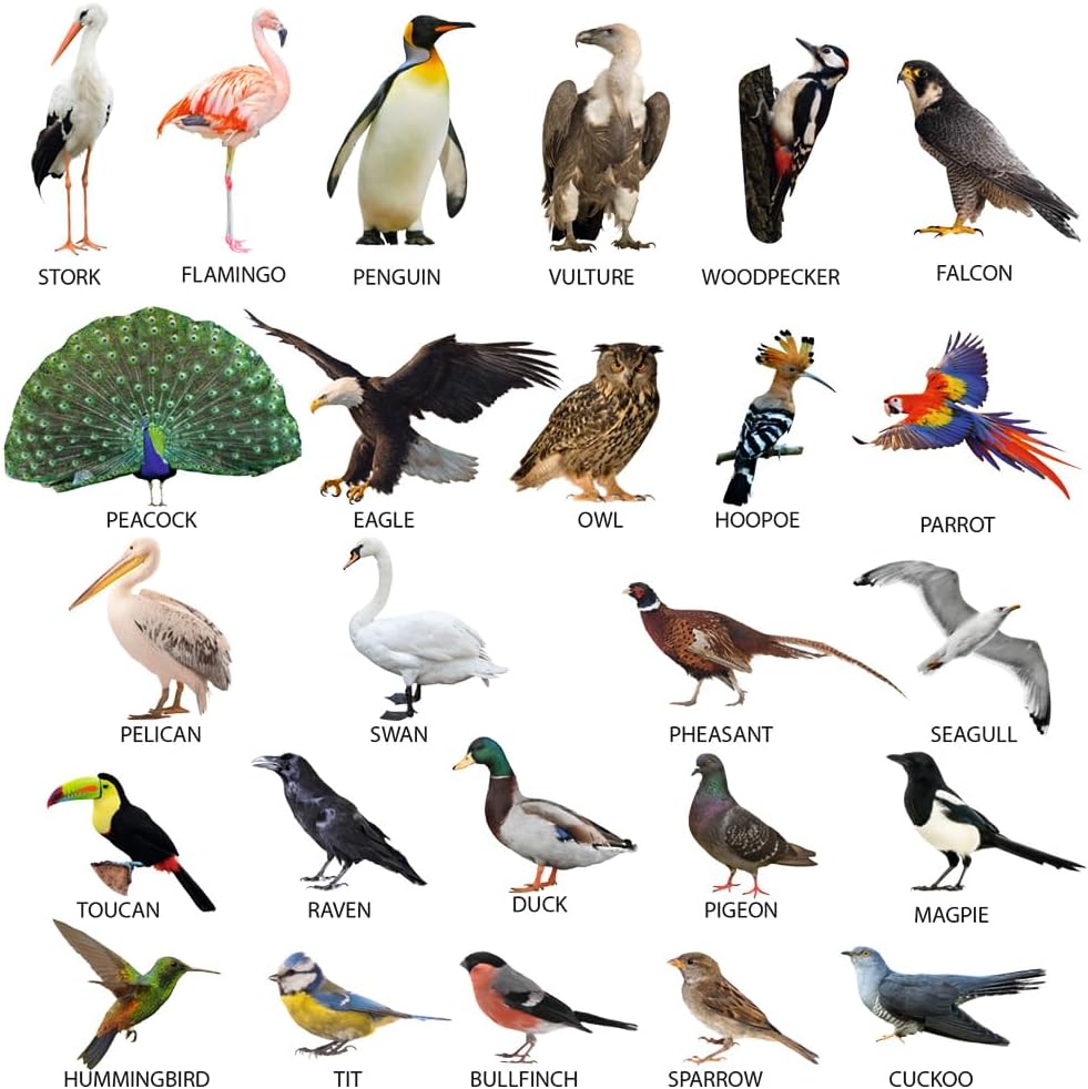 25 Fridge Magnets for Toddlers - Birds Photo Kids Magnets for Refrigerator – Real Magnetic Animals for Children – Big Realistic Magnet for Kids - Learning Toy Set - Baby Educational Gift