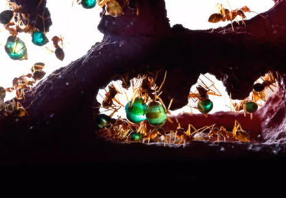 Ant Farm for Live Ants - for Small Ant Clony - Natural Learning Toy - Great Gift