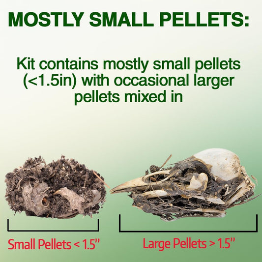 ES EVVIVA SCIENCES Owl Pellet Kit - Dissect 15 Mostly Small Real Owl Pellets w/Tools & PDF Bone Charts - Science Education Kit for Ages 15+ - Hands-On Animal Biology Science Lab Activity