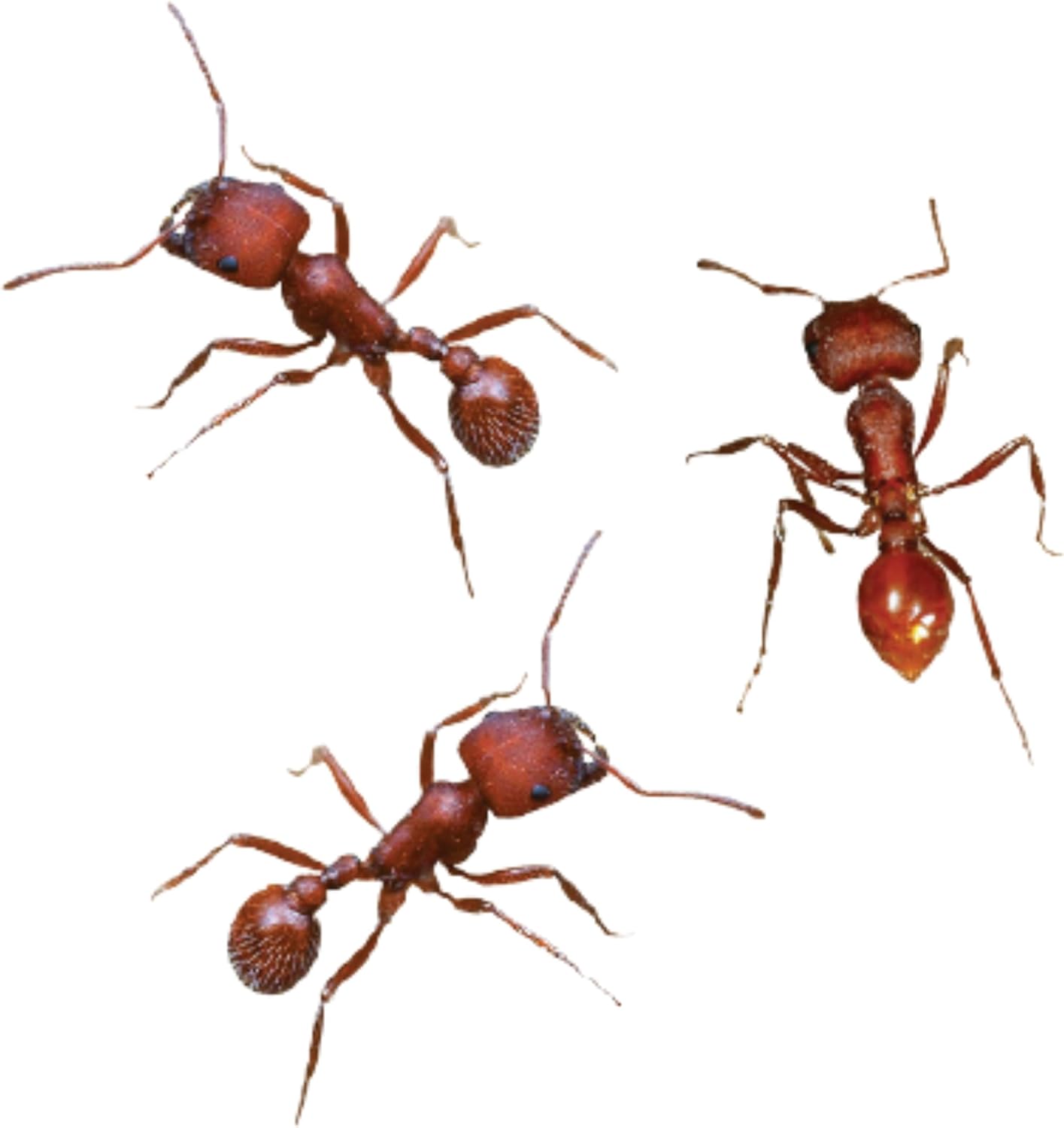 Insect Lore 100 Native Western Harvester Ants - Grown in The USA - Ant Habitat Refill - Includes Wildflower Seeds