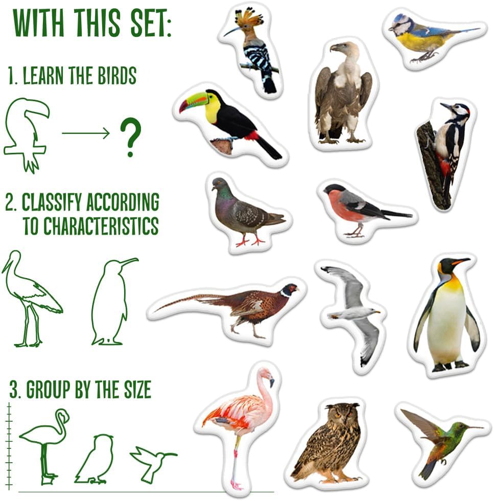 25 Fridge Magnets for Toddlers - Birds Photo Kids Magnets for Refrigerator – Real Magnetic Animals for Children – Big Realistic Magnet for Kids - Learning Toy Set - Baby Educational Gift