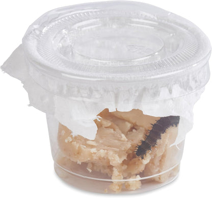 30 Live Caterpillars for Butterfly Habitat Kit - Refill for Painted Lady Butterfly Kit with Caterpillar Food, Instructions - Educational Science Kit, 6 Cups of 5 Caterpillars