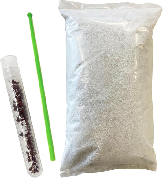 Ant Habitat Refill - 25 Live Ants and Refill Sand - Native Western Harvester Ants