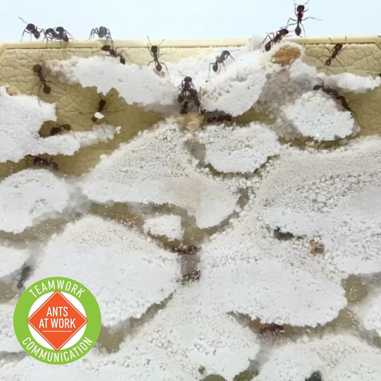 Ant Habitat Refill - 25 Live Ants and Refill Sand - Native Western Harvester Ants
