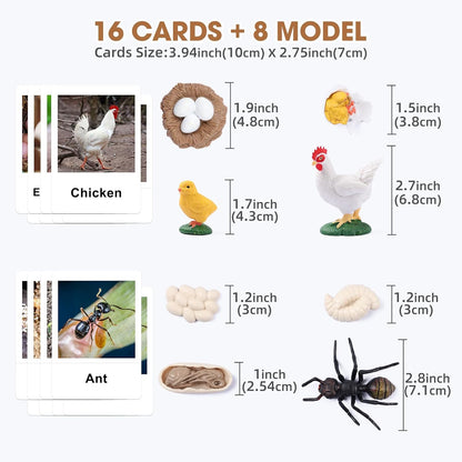 MEROCO Chicken Life Cycle Toys for Kids Insect Ant Bug Toys for Kid 3-5 Animal Flashcards with Figurines Preschool Science Toy for 3-5 Matching Game Science Animals Learning & Education