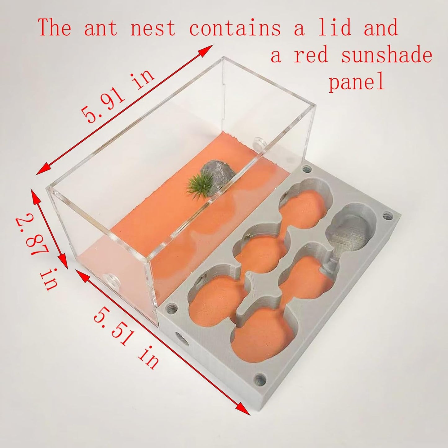 Gypsum Ant Farm New Queen's Nest Acrylic Transparent Ant Observation Behavior Research Live Ants and Queen's Education Ant Nest Suitable for Children and Enthusiasts Gift Giving