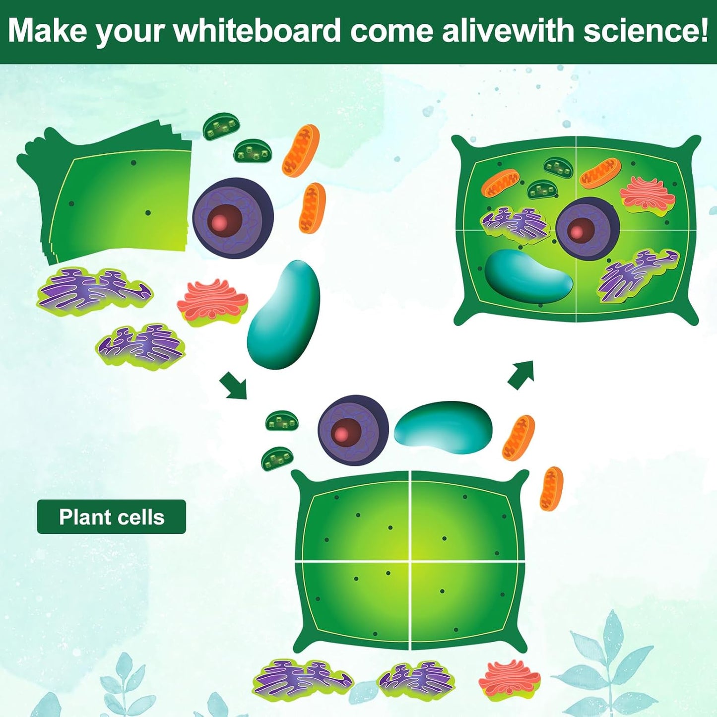 Leitee 18 Pcs Magnetic Plant Cell Model Kits Giant Teaching Resources Early Biology Cell Anatomy Model Life Science Teaching Aid for Whiteboard Learning Tools Educational Classroom Activities