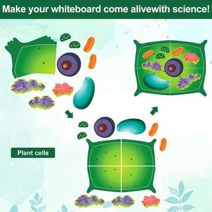 Leitee 18 Pcs Magnetic Plant Cell Model Kits Giant Teaching Resources Early Biology Cell Anatomy Model Life Science Teaching Aid for Whiteboard Learning Tools Educational Classroom Activities
