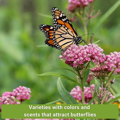 Sow Right Seeds - Butterfly Seed Collection for Planting - Milkweed, Zinnias, Phlox, and Echinacea - Seed Kit for Pollinators - Non-GMO Heirloom with Instructions to Plant & Grow - Makes a Great Gift