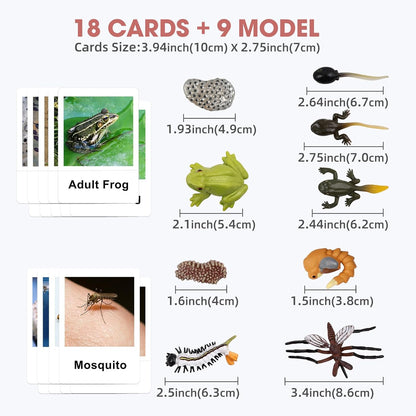MEROCO Chicken Life Cycle Toys for Kids Insect Ant Bug Toys for Kid 3-5 Animal Flashcards with Figurines Preschool Science Toy for 3-5 Matching Game Science Animals Learning & Education