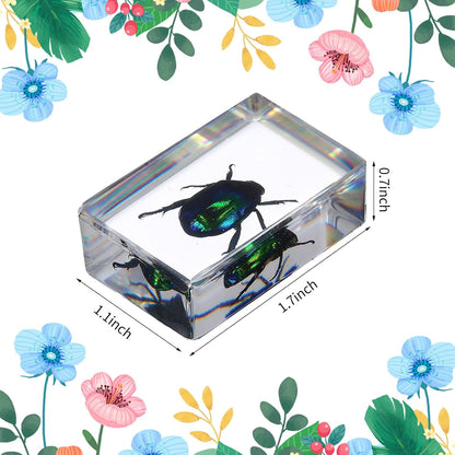 16 Pcs Ladybug Insect in Resin Specimen Butterfly Bugs Collection Paperweights，16 Styles Real Bug Specimen Bug Kit Preserved in Resin for Scientific Educational Display Supplies (Ladybug)