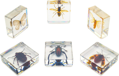 Insect Specimen Set, Bugs Collection Scientific Education Gift for Kids Aged 3-8-12 (Millipede, Centipede, Dragonfly Larvae, Tea Seed Bug, Red Longhorn Beetle, Spiny Spider)