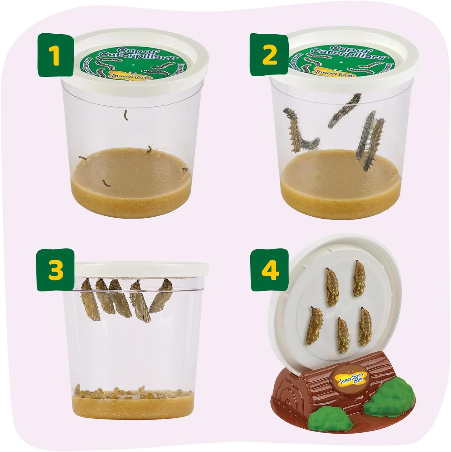 Insect Lore Two Cups of Caterpillars Deluxe - 10 Live Baby Caterpillars with Stickers - Raise and Relase Painted Lady Butterflies