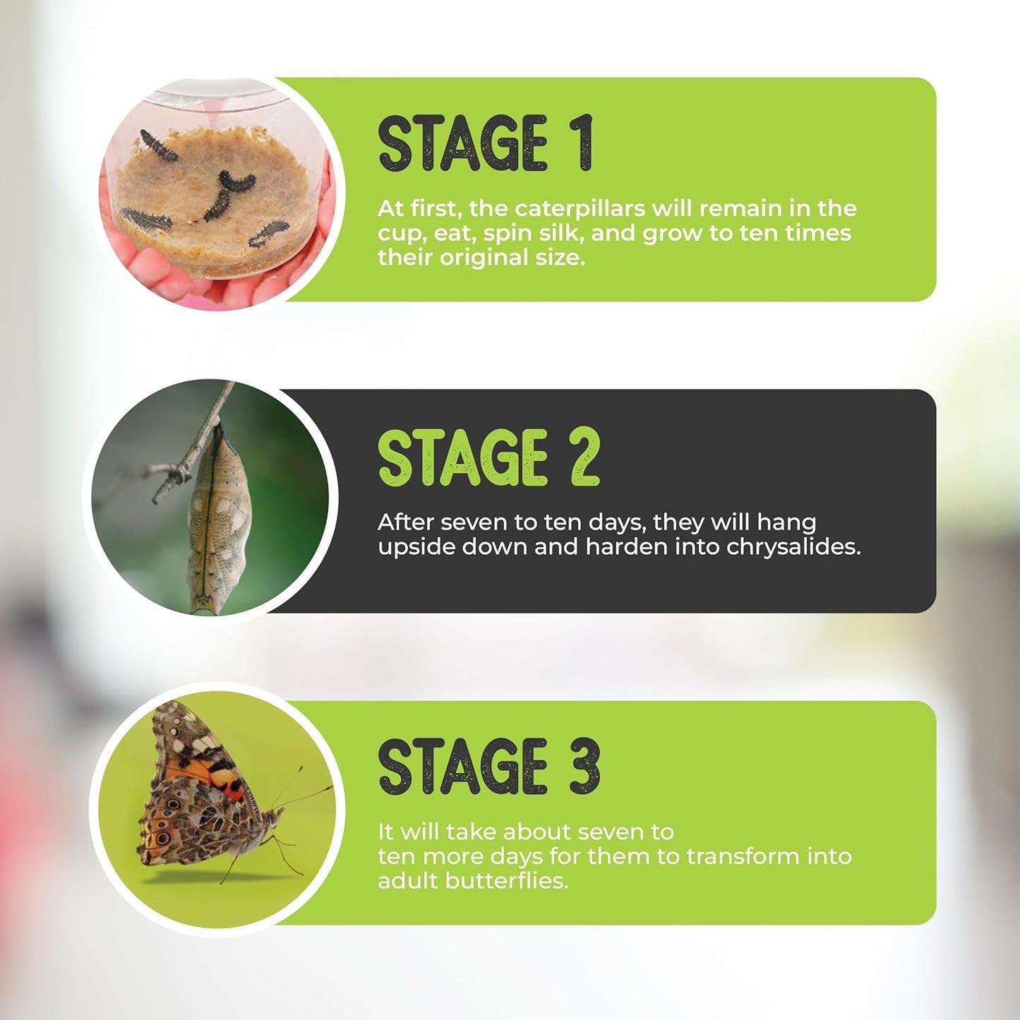5 Live Caterpillars for Butterfly Habitat Kit - Refill for Painted Lady Butterfly Kit with Rearing Supplies and Book Bundle