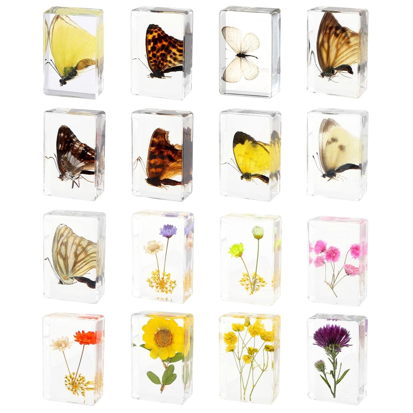 16 Pcs Ladybug Insect in Resin Specimen Butterfly Bugs Collection Paperweights，16 Styles Real Bug Specimen Bug Kit Preserved in Resin for Scientific Educational Display Supplies (Ladybug)
