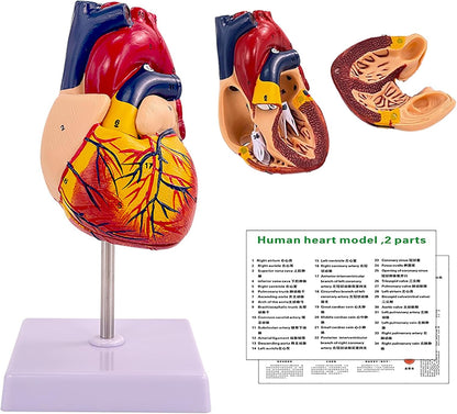 Human Heart Model - Life Size 2 Parts Medical Teaching Model,with 34 Accurate Digital Identification, Magnetic Design, Mounted Display Base, Product Manual Card, for Classroom, Study (1:1 Life Size)