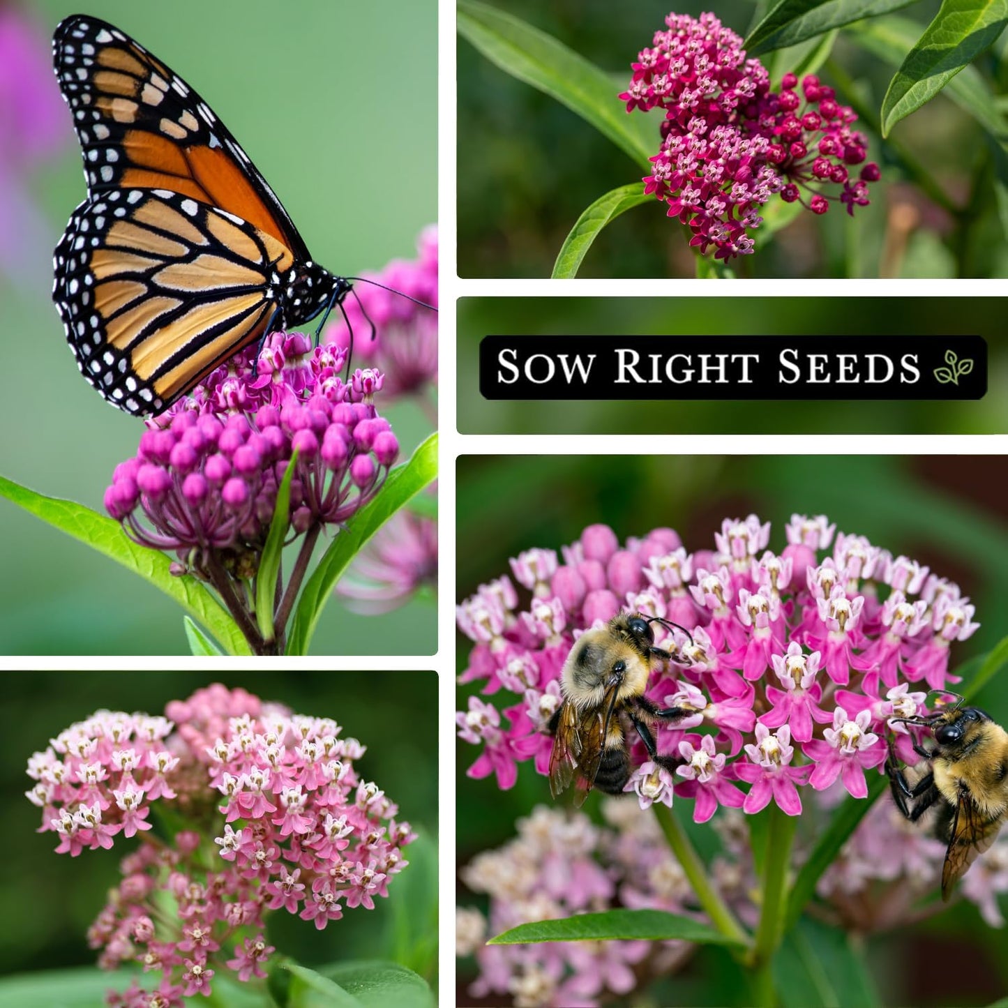 Sow Right Seeds - Rose Milkweed Seeds for Planting - Attract Monarch Butterflies to Your Garden - Non-GMO Heirloom Seeds, Instructions to Grow - Perennial Plant for Pollinators - Swamp Variety (4)