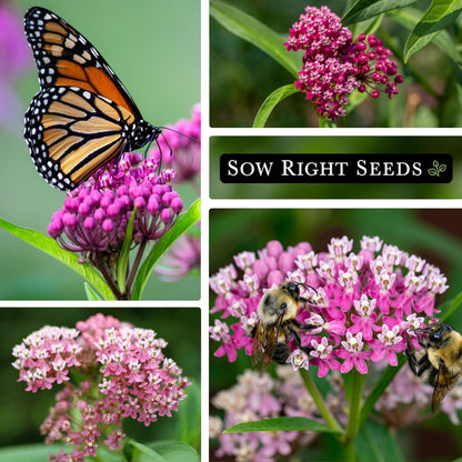 Sow Right Seeds - Rose Milkweed Seeds for Planting - Attract Monarch Butterflies to Your Garden - Non-GMO Heirloom Seeds, Instructions to Grow - Perennial Plant for Pollinators - Swamp Variety (4)