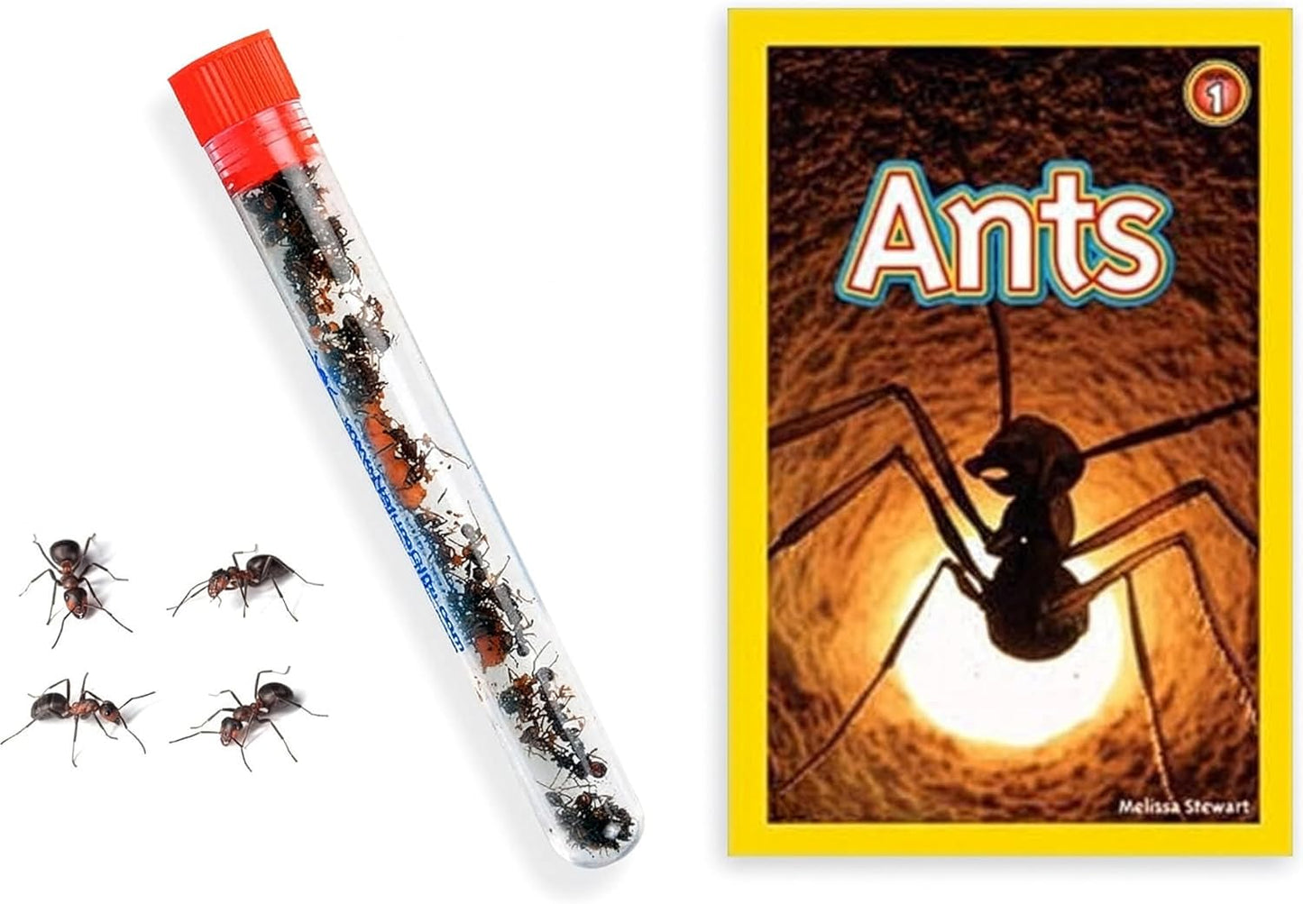 1 Tube Live Ant Farm Ants Plus Ant Food-Bundle
