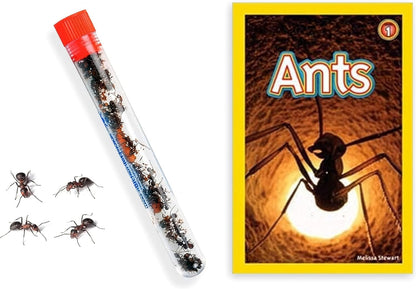 1 Tube Live Ant Farm Ants Plus Ant Food-Bundle