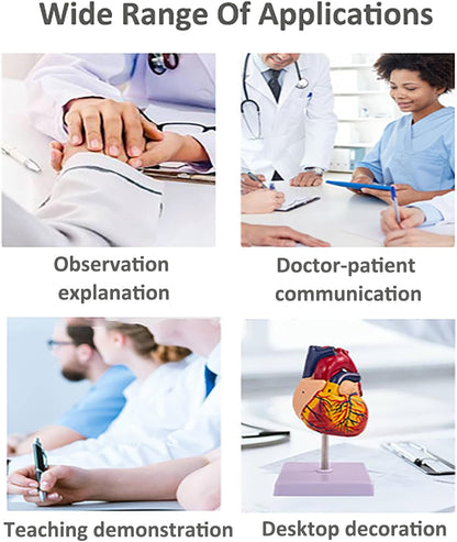 Human Heart Model - Life Size 2 Parts Medical Teaching Model,with 34 Accurate Digital Identification, Magnetic Design, Mounted Display Base, Product Manual Card, for Classroom, Study (1:1 Life Size)