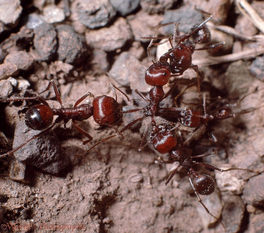 50 Live Harvester Ants to Replenish Your ant Farms.