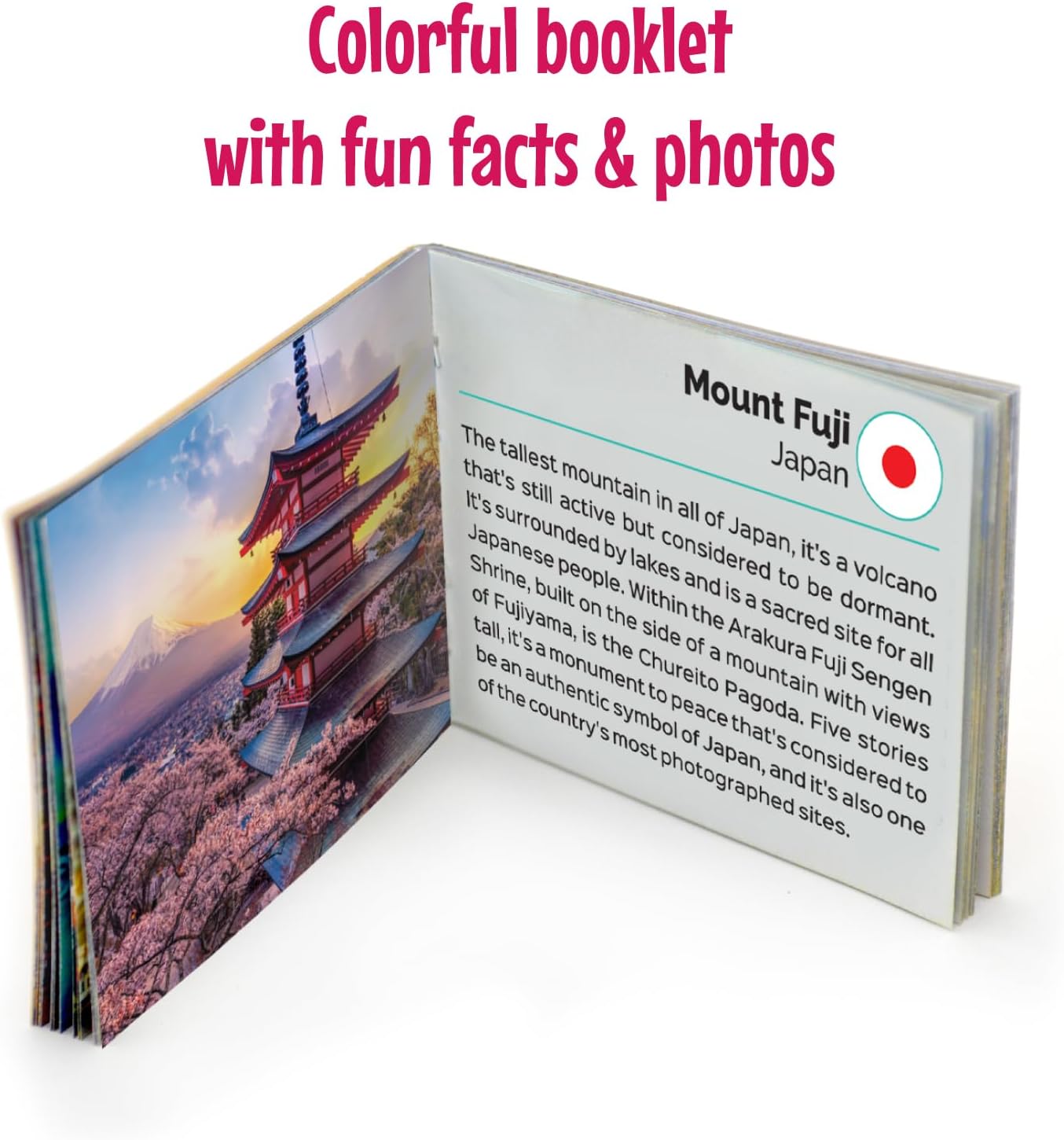 Menique Wild Animals Memory Matching Game – 80 Cards (40 Pairs) with Real Photos – Includes Educational Booklet with Animal Facts – Fun & Cognitive Game for Kids and Adults