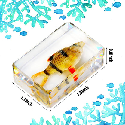 Macarrie 12 Pcs Insect Specimens for Kids Bug Collection Kit Real Specimens of Various Butterflies Beetles Classroom Science Education Animal Collection Bug Preserved Biology(Ladybug)