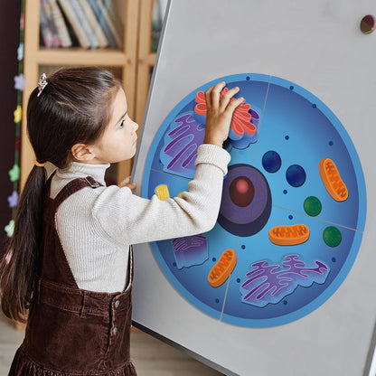 Leitee 18 Pcs Magnetic Plant Cell Model Kits Giant Teaching Resources Early Biology Cell Anatomy Model Life Science Teaching Aid for Whiteboard Learning Tools Educational Classroom Activities