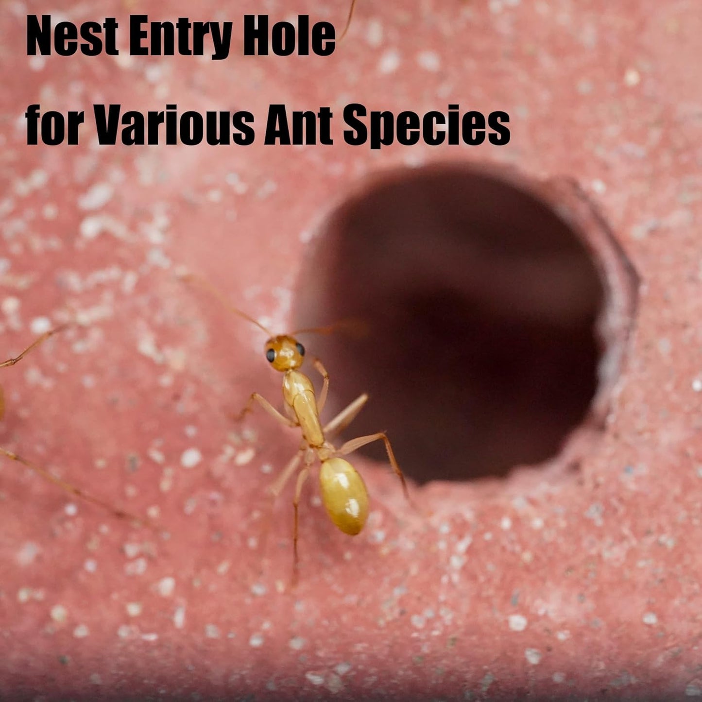 Ant Farm for Live Ants - for Small Ant Clony - Natural Learning Toy - Great Gift