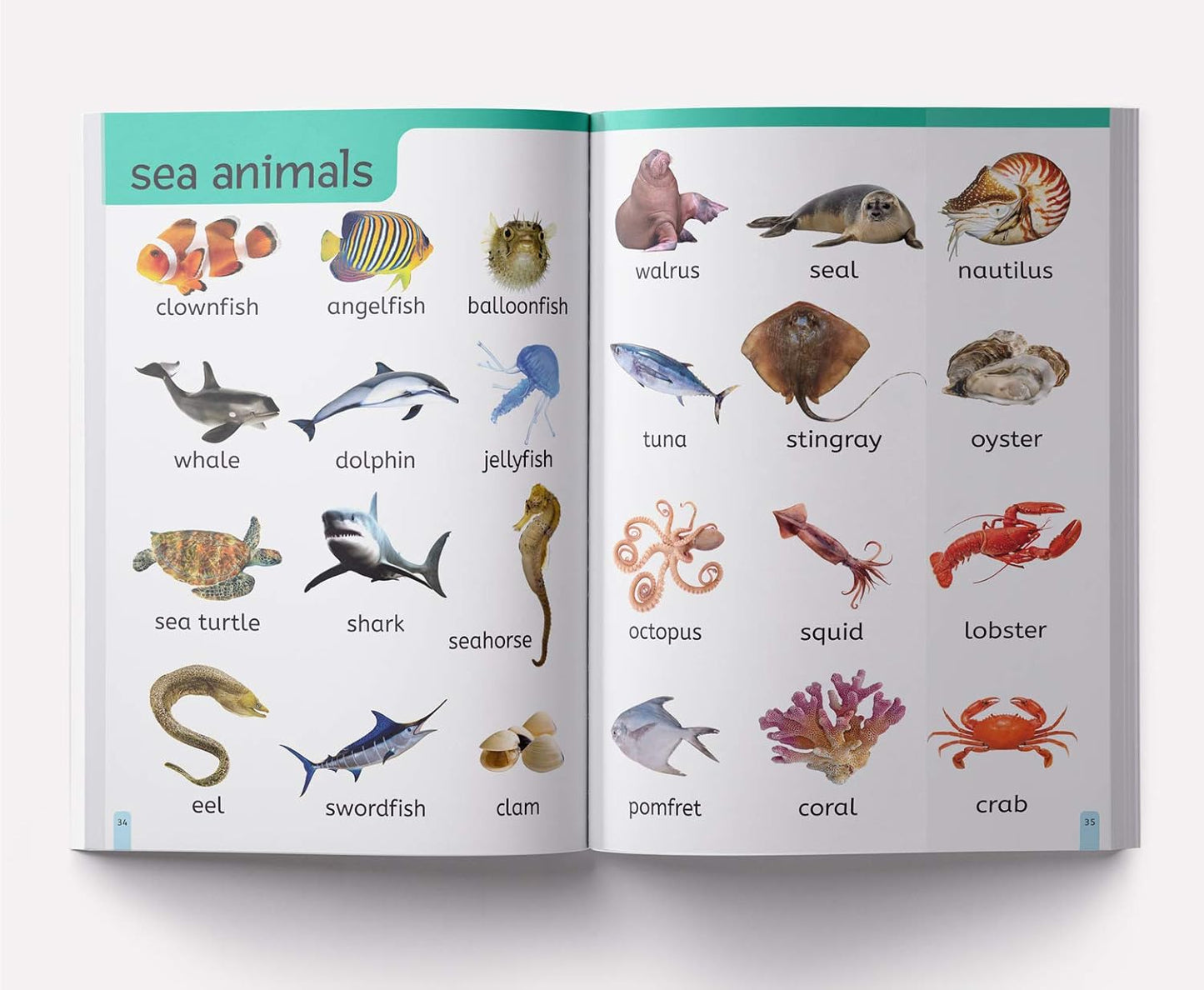 My First 1000 Words: Early Learning Picture Book to learn Alphabet, Numbers, Shapes and Colours, Transport, Birds and Animals, Professions, Opposite Words,