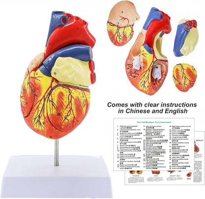 Human Heart Model - Life Size 2 Parts Medical Teaching Model,with 34 Accurate Digital Identification, Magnetic Design, Mounted Display Base, Product Manual Card, for Classroom, Study (1:1 Life Size)