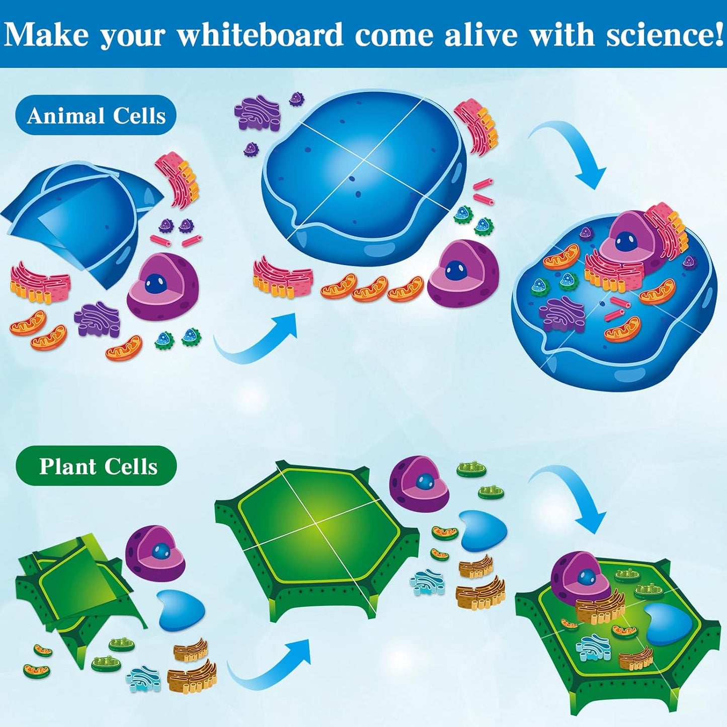 2 Set Magnetic Animal and Plant Cell Model Clearly Magnets Anatomy Models Educational Science Kits Back to School Biology Classroom Decor for Lab Decorations Teacher Must Haves Learning Teaching Aid